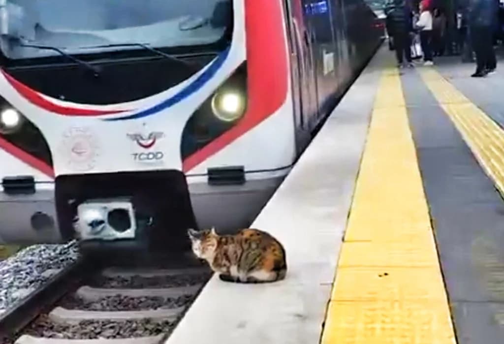 Marmaray’da tren geçerken kedi istifini bozmadı