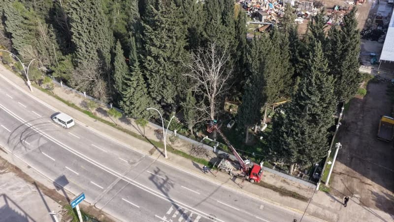 Başiskele'de Ağaçlar Kışa Hazırlanıyor!