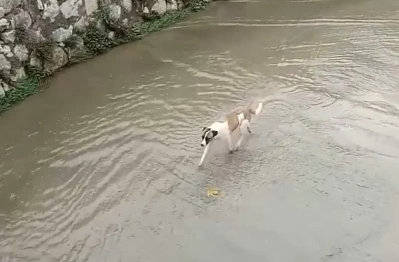 İzmit Sırrıpaşa'da Dereye Mahsur Kalan Köpek!