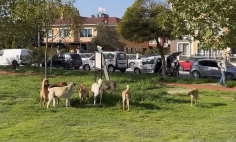 İzmit'te Park Köpeklerin Yuvası Oldu!