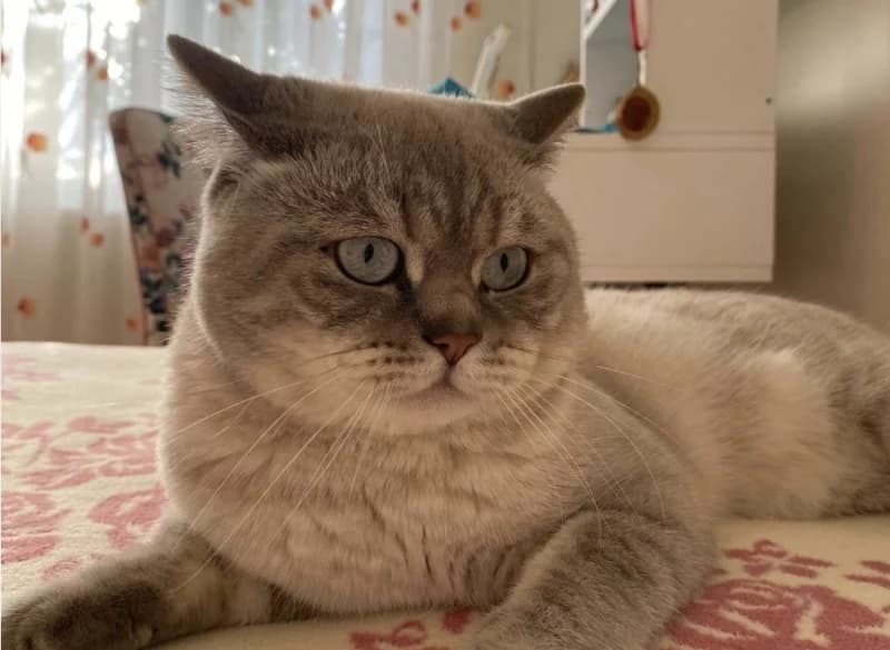 Derince Çenedağ Mahallesi'nde Kayıp Kedi!