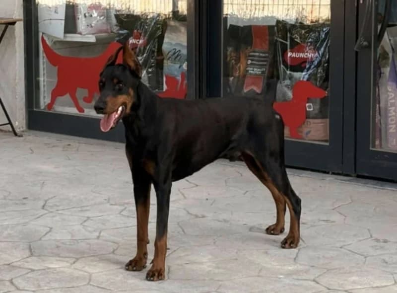 İzmit'te Petshop Önünde Doberman Bulundu!