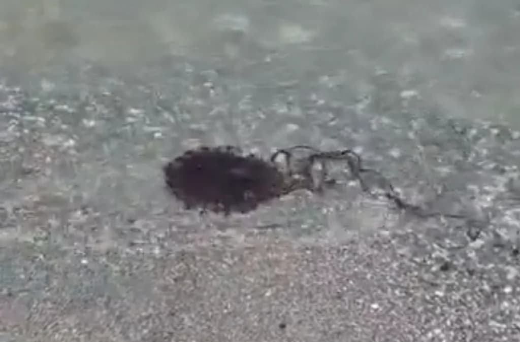 Gölcük Sahili'nde Zehirli Denizanası Paniği