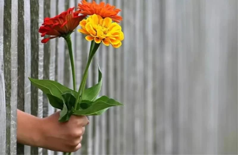 13 Kasım Dünya İyilik Günü: Küçük Bir İyilik Dünyayı Değiştirir