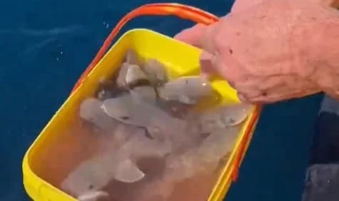 Alaska'da Balıkçıdan Duyarlı Hareket!