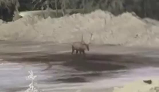 Kuzuyayla'da Sabah Sürprizi: Geyik Kamp Alanında!