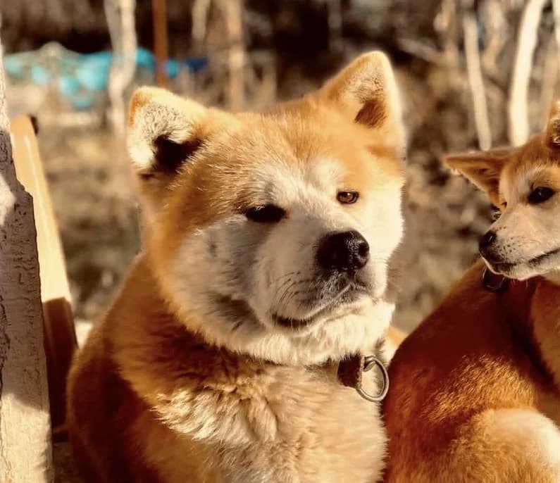 Gölcük'te Akita Inu Cinsi Köpek Kayboldu!