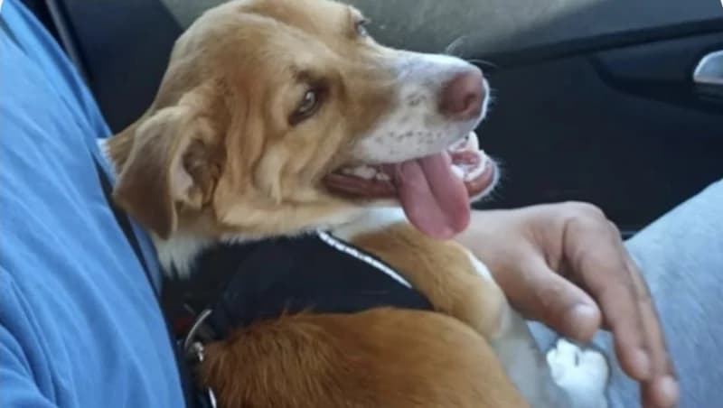 Körfez Mahallesi'nde Mars isimli köpek kayboldu!