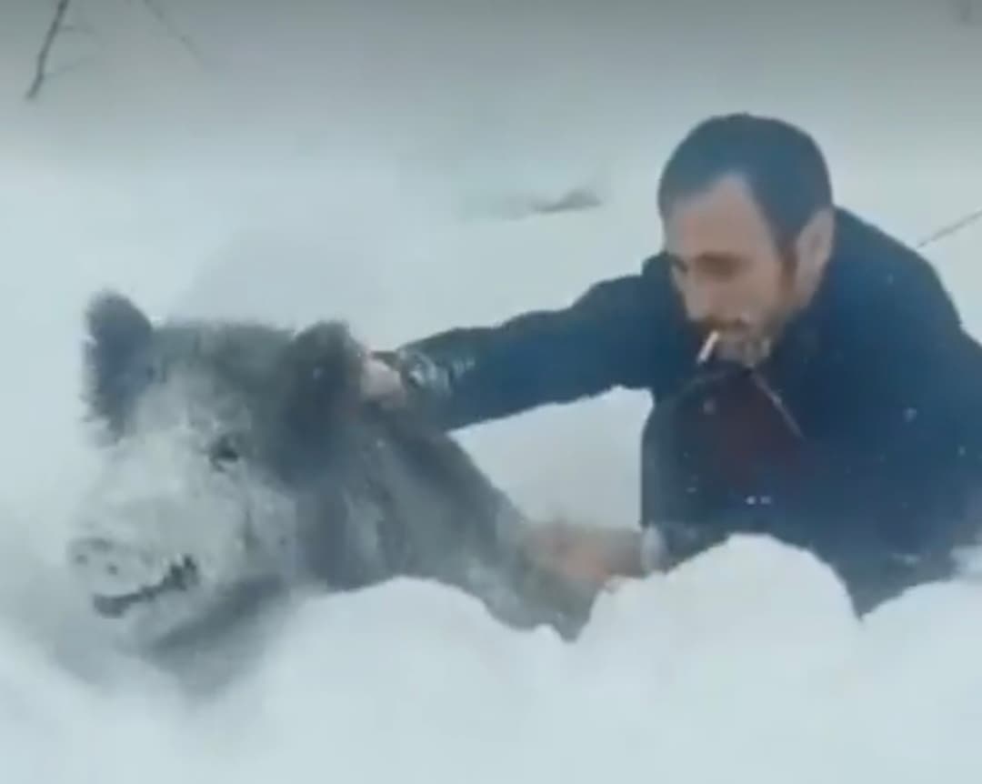 Sinop'ta Yaban Domuzu Yakalama Cezası!