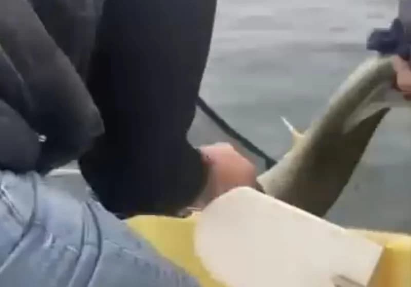 Sapanca'da Dev Turna Balığı Heyecan Yarattı!