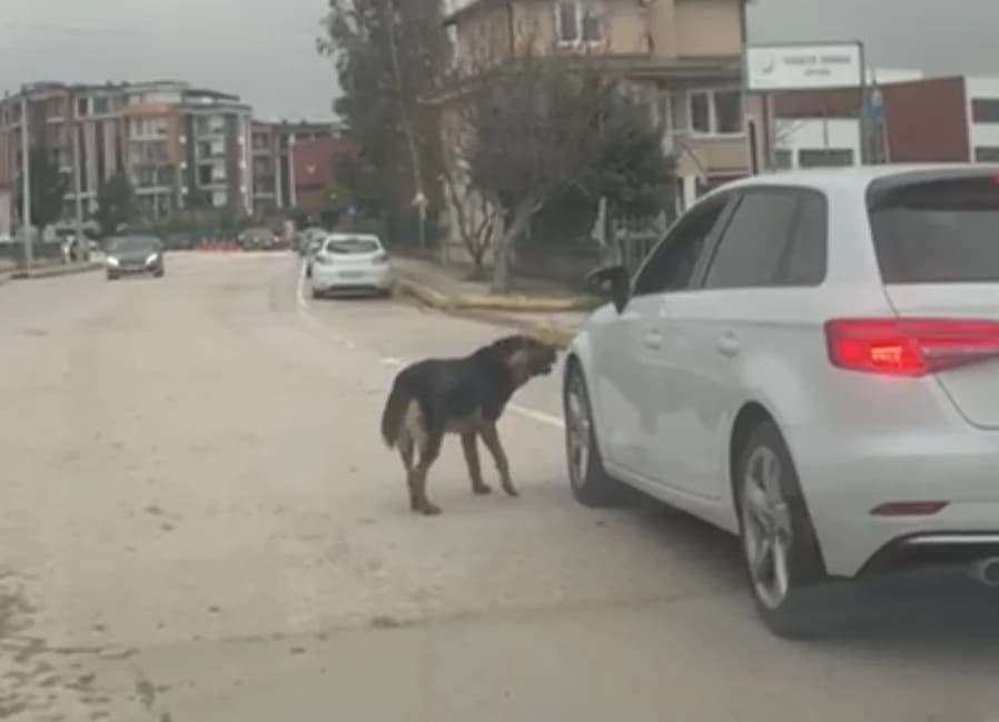 Başiskele'de Sahipsiz Köpekler Tedirgin Ediyor