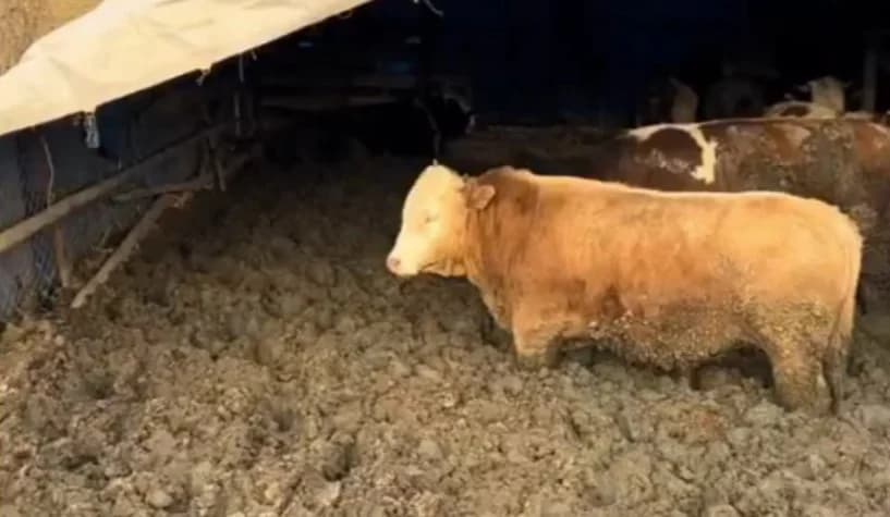 Çorum'da Besi Çiftliğinde Hayvanlara İşkence İddiası!