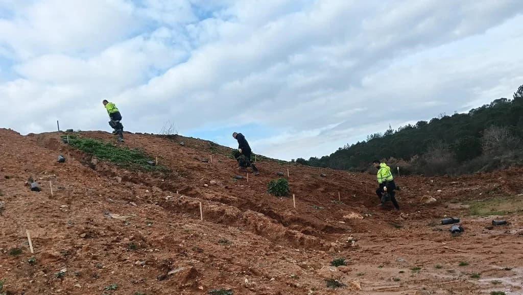 Gebze'de 4 bin 500 sedir ağacı toprakla buluştu!